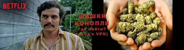 прущие грибы Абаза